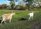 20061008_goats.jpg