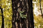 Файл : 2009_park05.jpg
Размер файла : 232KB
Размеры : 800x519
Дата добавления : Ноябрь 08, 2009 2009_park05.jpg