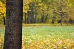 Файл : 2009_park10.jpg
Размер файла : 246KB
Размеры : 800x531
Дата добавления : Ноябрь 08, 2009 2009_park10.jpg