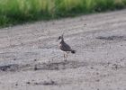 Файл : 201105_lapwing.jpg
Размер файла : 204KB
Размеры : 800x568
Дата добавления : Июнь 11, 2011 201105_lapwing.jpg