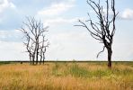 201107_deadtrees.jpg