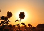 Файл : 201308_sunflower.jpg
Размер файла : 160KB
Размеры : 1024x707
Дата добавления : Сент 05, 2013 201308_sunflower.jpg