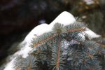 IMG_7226.jpg